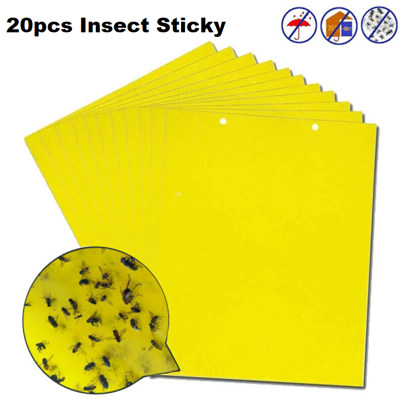 Fruit Flies Insect Glue Catcher