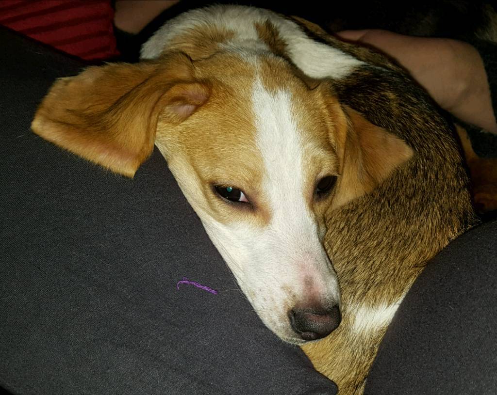 beagle x Harrier hound in Lichfield, Staffordshire Gumtree