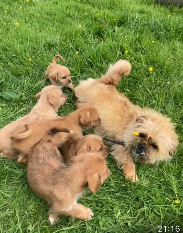 Norfolk terrier puppies ready now in Abergavenny, Monmouthshire Gumtree