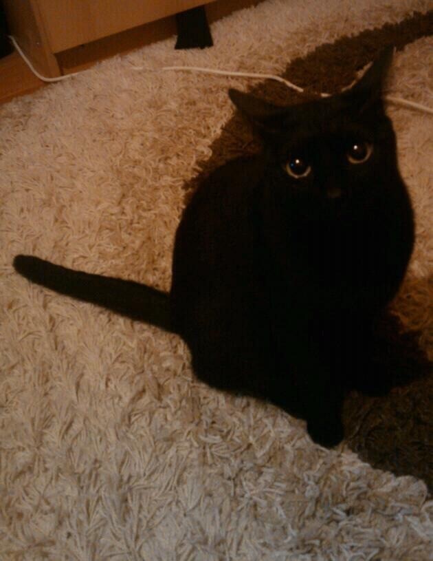 Lovely black female cat for sale in Swallownest, South Yorkshire