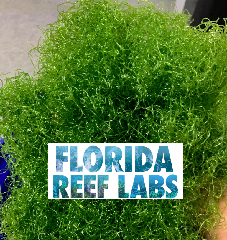 1/2 Cup Live MacroAlgae / Chaetomorpha / Clean Chaeto  Florida Reef Labs®