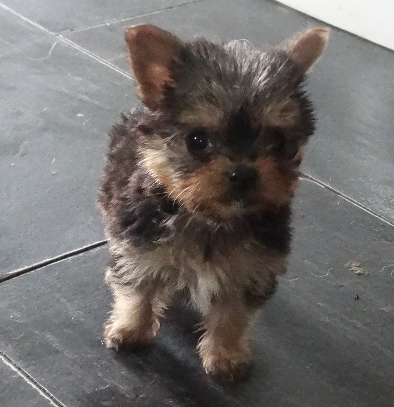 Yorkshire Terrier X Chihuahua Pups | in Holyhead, Isle of ...