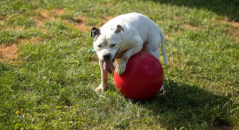 Push-N-Play Ball Dog Toy, 14 Inches/Extra-Large, Red All Breed Sizes