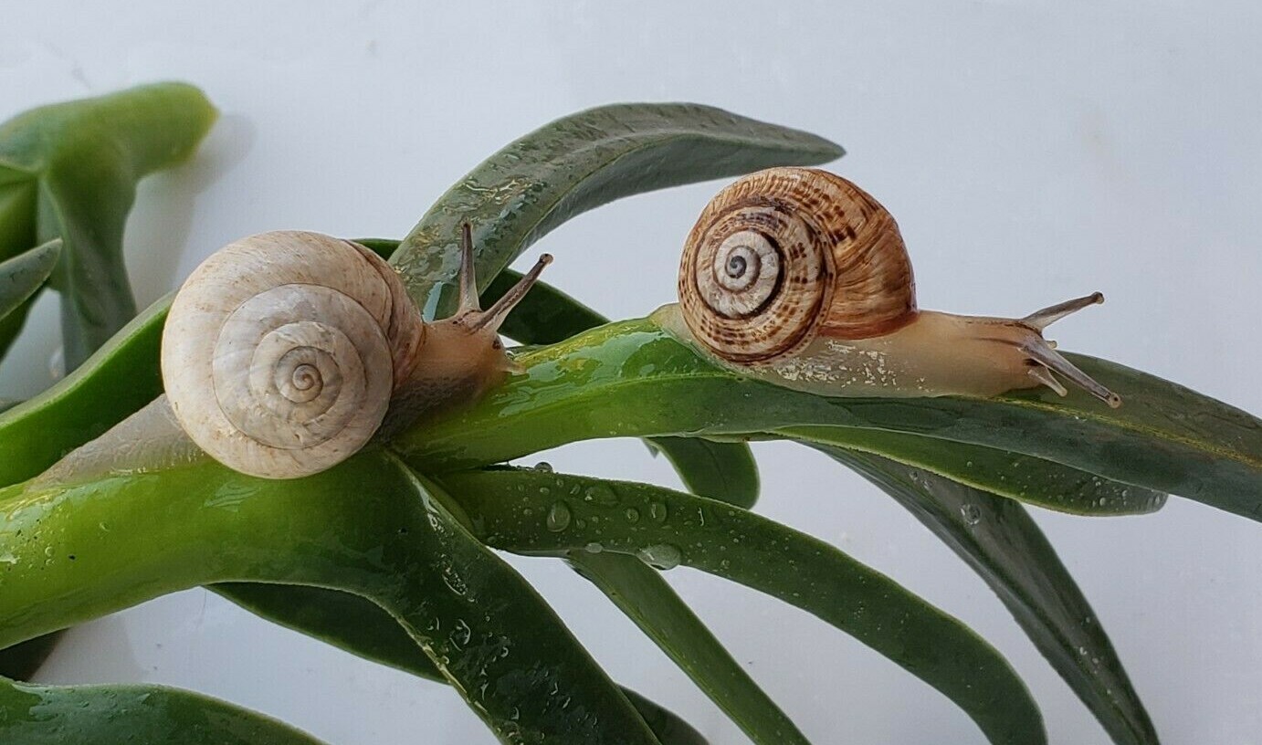 LIVE WHITE GARDEN LAND SNAILS