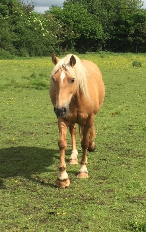 14h palomino pony for sale in Dunstable, Bedfordshire Gumtree