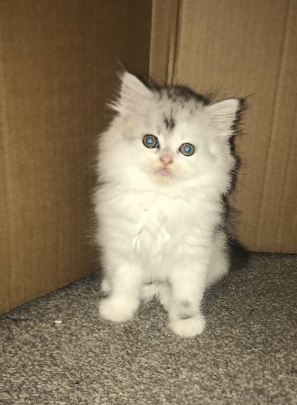 Beautiful Persian x kittens in Falkirk Gumtree