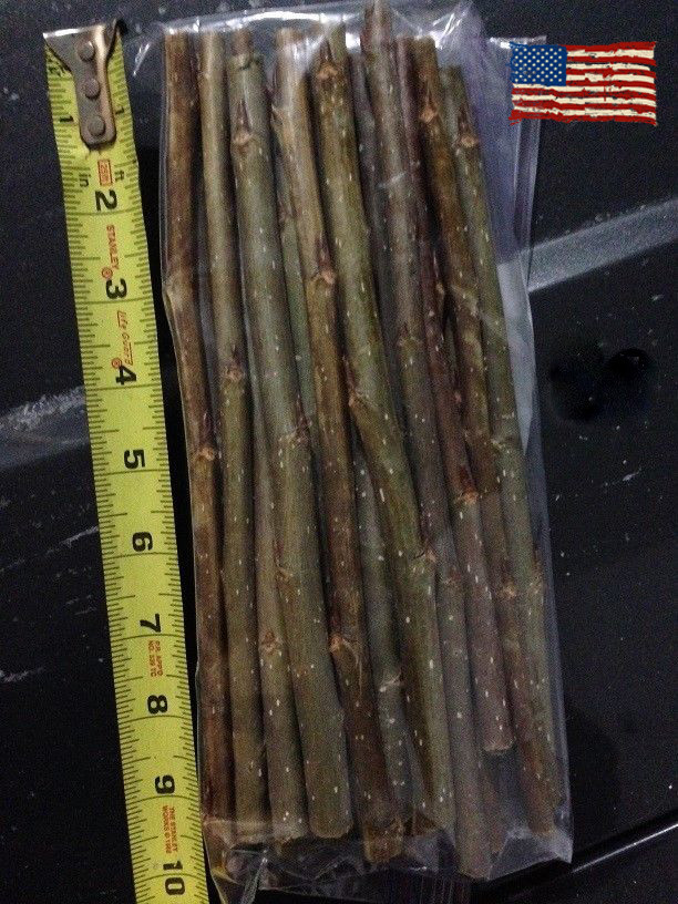 15 Southern Magnoila Tree Cuttings - Magnolia Grandiflora - Fast Growing