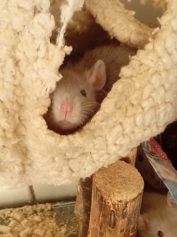 BABY RATS FOR SALE DIFFERENT COLOURS FEMALES ONLY in Yeadon, West Yorkshire Gumtree