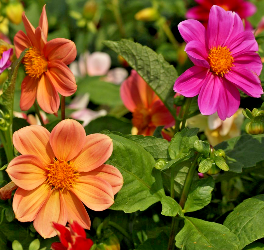 120x Extra Dwarf Piccolo Dahlia Seeds - Variabilis Mignon Flower Mix - Annual