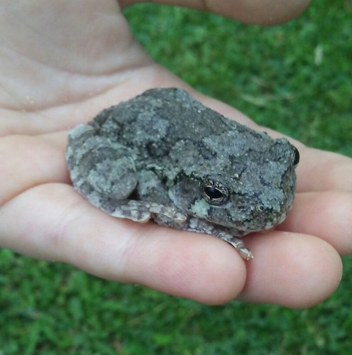 LIVE GRAY TREE FROG TADPOLES (25+ TADPOLES) FREE SHIPPING!!!