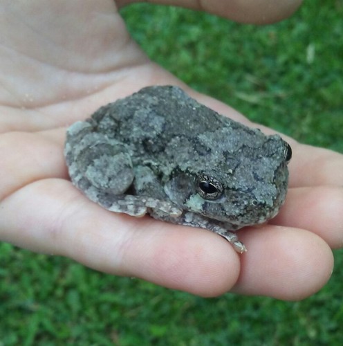 LIVE GRAY TREE FROG TADPOLES (10 XL TADPOLES WITH AT LEAST BACK LEGS)??