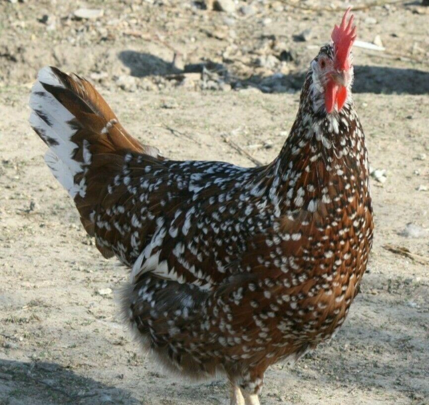 10 (Brut) Eier schwedisches Blumenhuhn