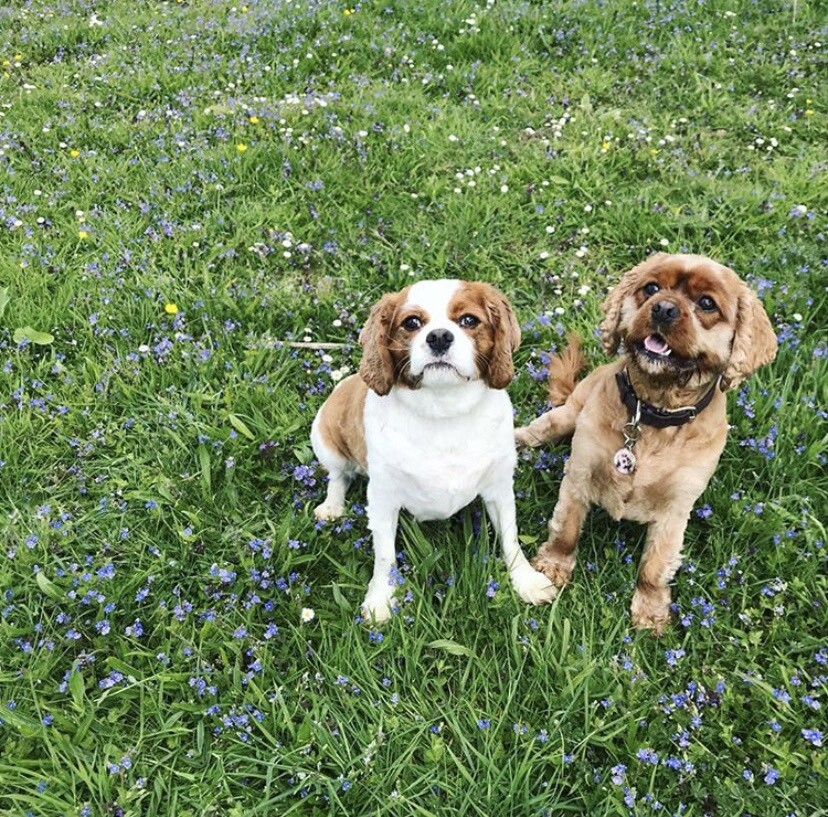 King Charles cavalier for rehoming in Andover, Hampshire Gumtree