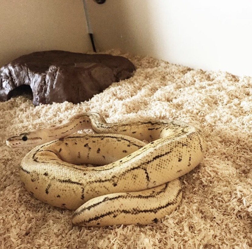 Royal Ball Python and Vivarium (SOLD) in Brighton, East Sussex Gumtree