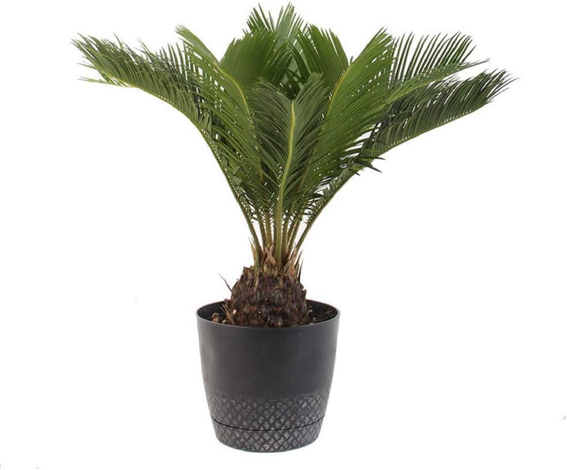 American Plant Exchange Live King Sago Palm Tree, Japanese Sago Palm Tree, Plant