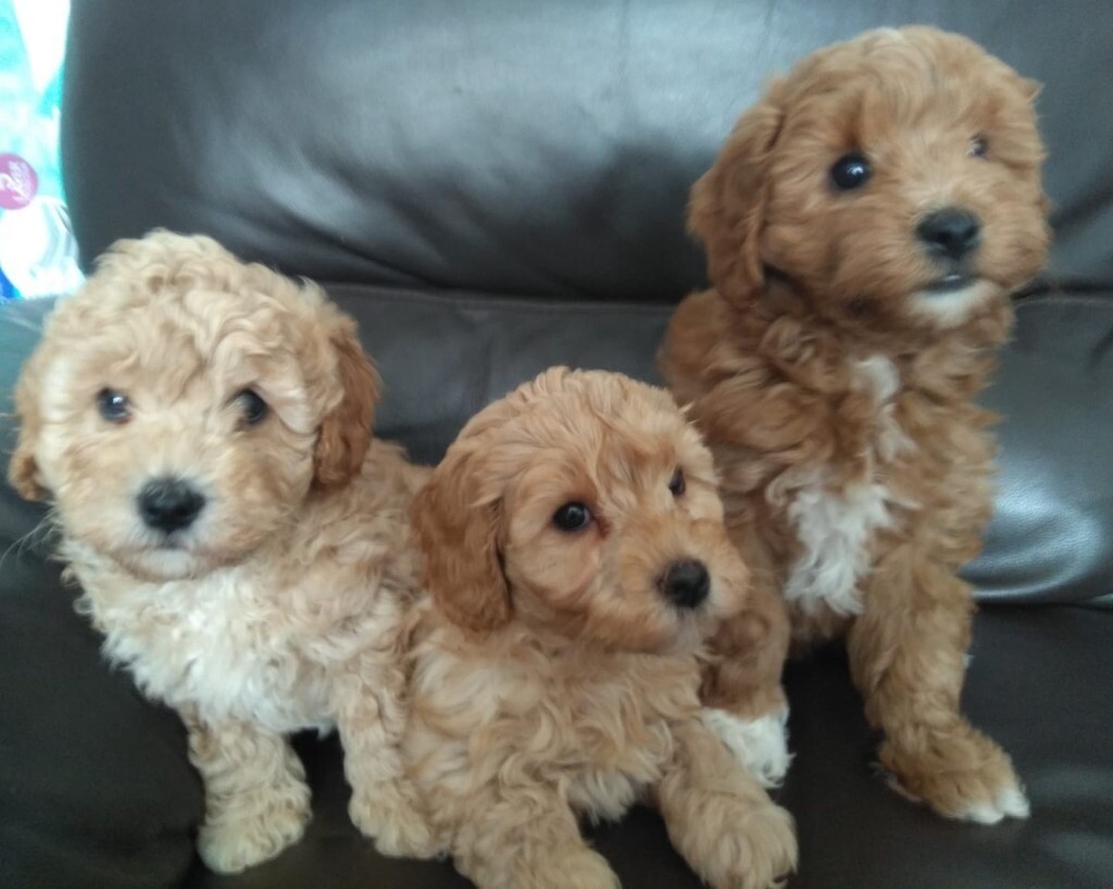 toy cockapoo for sale