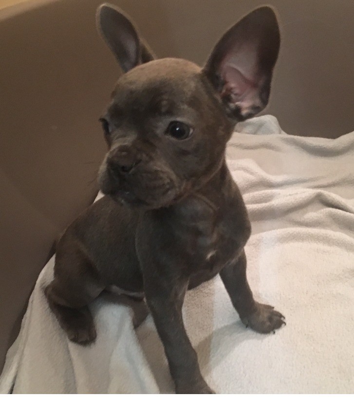 French Bulldog X Staffy pups for Sale Ready Now. Few left in Lincoln, Lincolnshire Gumtree