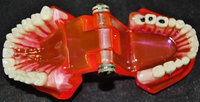 REDLAND Dental Demonstration Teeth Model Dentist Education & Sales -MODEL#1055