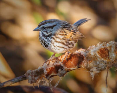 Song Sparrow on Perch by Joseph Fisher Fine Art Print Wildlife Bird Nature 13x19