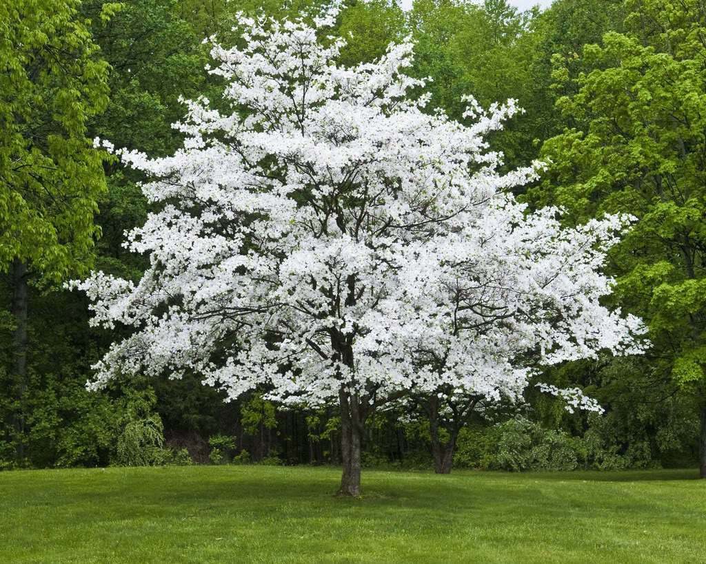 White Flowering Dogwood Qt. Pot (Cornus-florida) 10-16