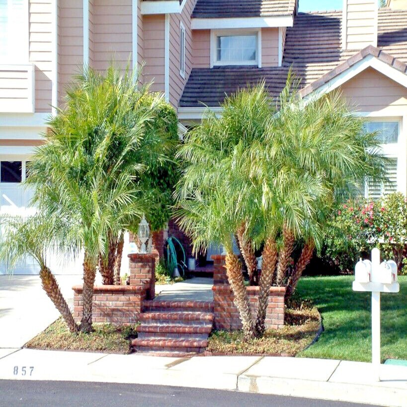 Dwarf Pygmy Date Palm Tree Seeds (Phoenix roebelinii) Great Indoor Houseplant