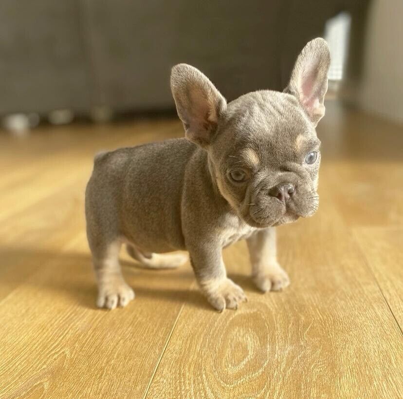 Lilac and Tan Male, French Bulldog, KC reg in Chelmsford