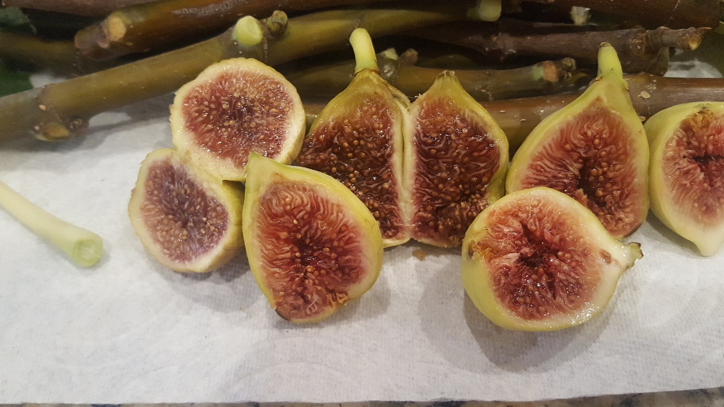 “30”Fig Tree cuttings 