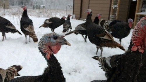 6 TURKEY HATCHING EGGS HERITAGE WISHARD BRONZE / BOURBON RED