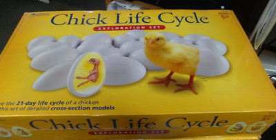 Learning Resources LER 2733 Chick Life Cycle Exploration Set