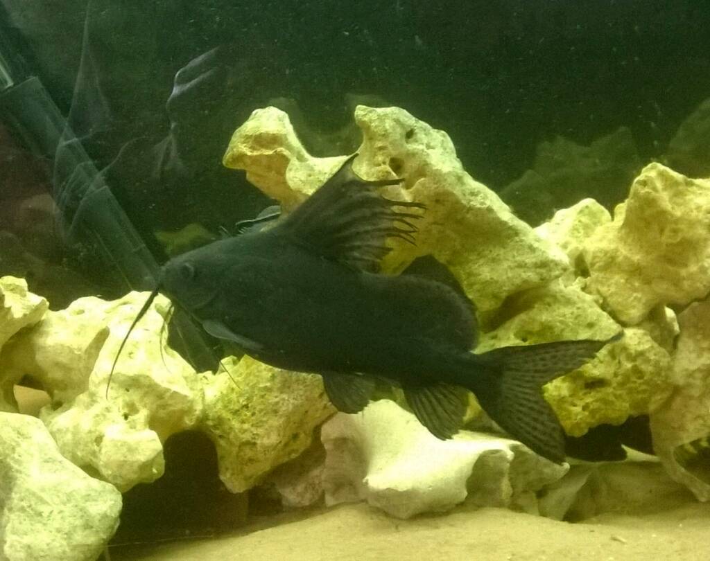 Featherfin synodontis catfish , approx 8" , tropical fish in Tiptree