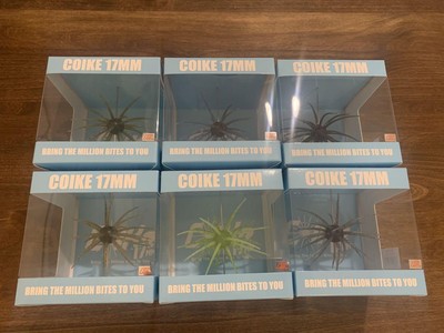 Hide Up Koike 17Mm Set Of 6