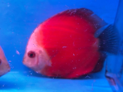 Red melon discus 4