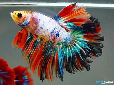 Premium Live Betta Fish l Male Halfmoon Black Rainbow Dragon Rose Tail