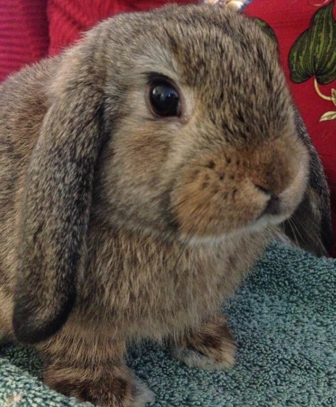 mini lop buck rabbit 12 weeks old with hutch and run in Ashtonunder