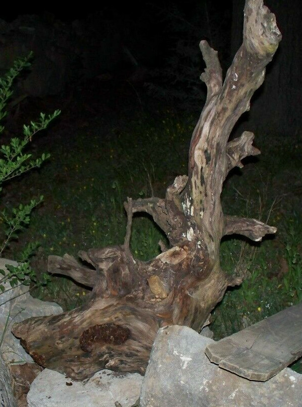 Huge Rock Embedded Driftwood  Aquarium Terrarium Taxidermy Display w/mushrooms