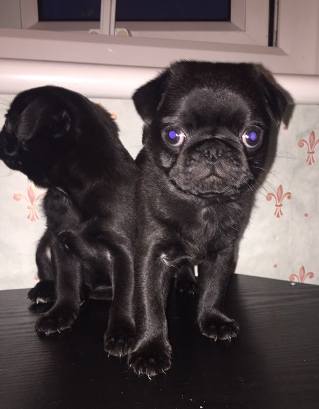 BEAUTIFUL PEDIGREE BLACK PUG PUPPIES in Huddersfield, West Yorkshire