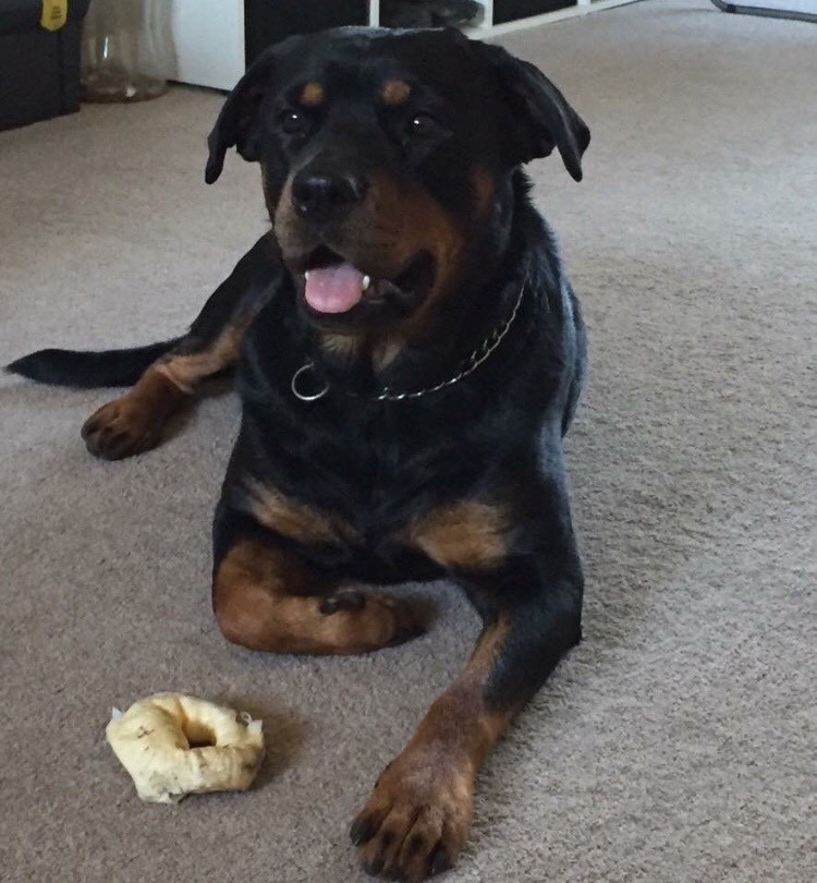 3 Year Old Female Rottweiler In Hamilton South Lanarkshire Gumtree