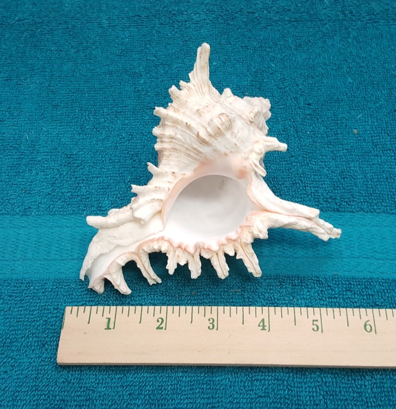 Bundle~ VTG Anchor Hocking Fish Bowl~Gravel~Seashell~