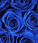 pierced_rose