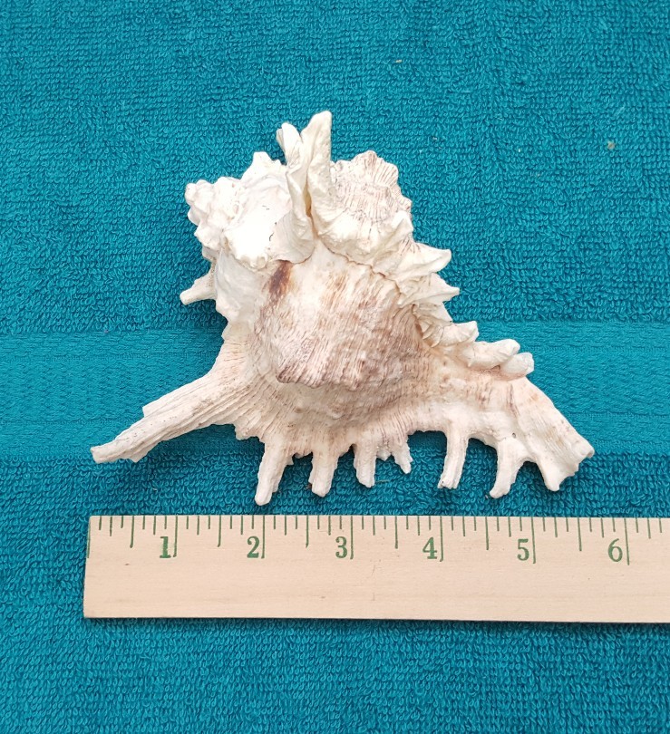 Bundle~ VTG Anchor Hocking Fish Bowl~Gravel~Seashell~