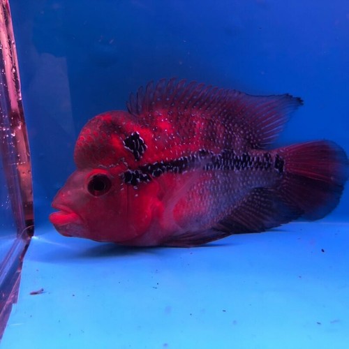 Competition grade flowerhorn super red dragon 4