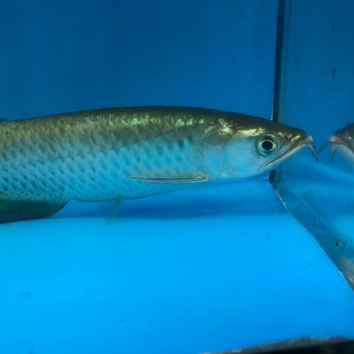 Golden Jardini arowana 6.5” in length - live tropical fish