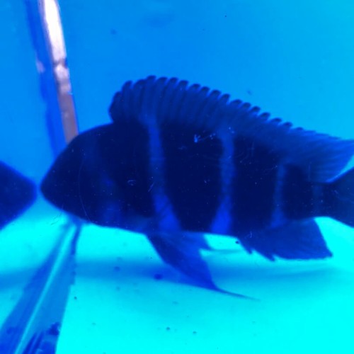 Blue moba frontosa 3.5-4