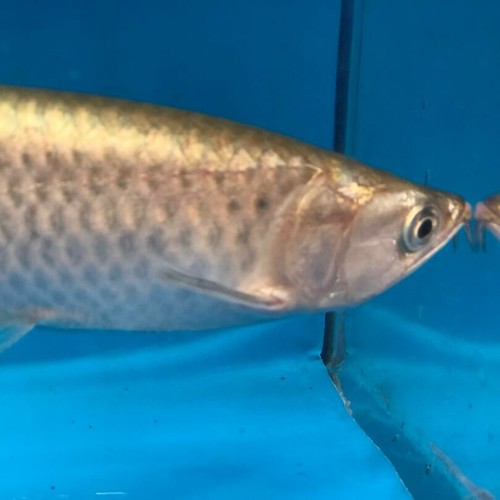 Golden Jardini arowana 7” in length - live tropical fish