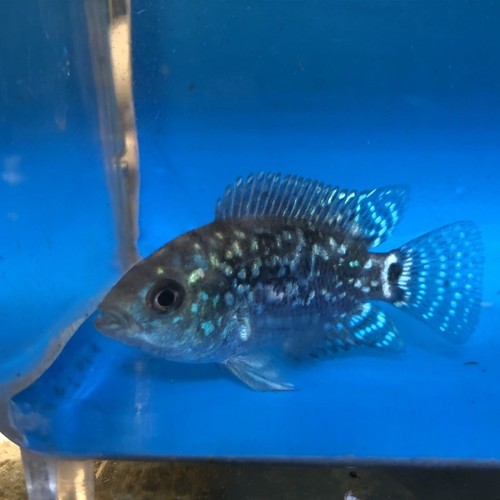 3 pack of Electric blue Jack Dempsey -1.25