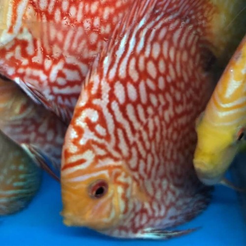 Red checkerboard discus 4-5