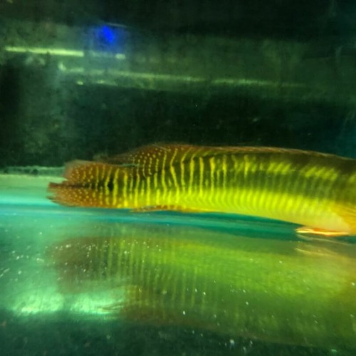 Zebra pike cichlid 12-13