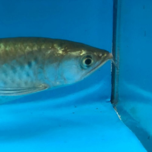 Golden Jardini arowana 6.5” in length - live tropical fish