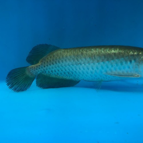 Golden Jardini arowana 6.5” in length - live tropical fish