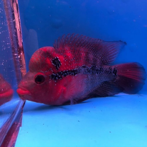 Competition grade flowerhorn super red dragon 4